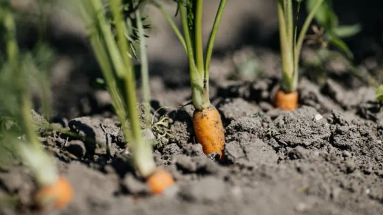 Carrots growing in soil with their green tops and part of the orange roots visible above the ground.