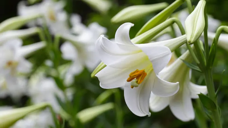 Close-up of white Easter Lily flowers in bloom with visible yellow stamens, set against a blurred background of green foliage.