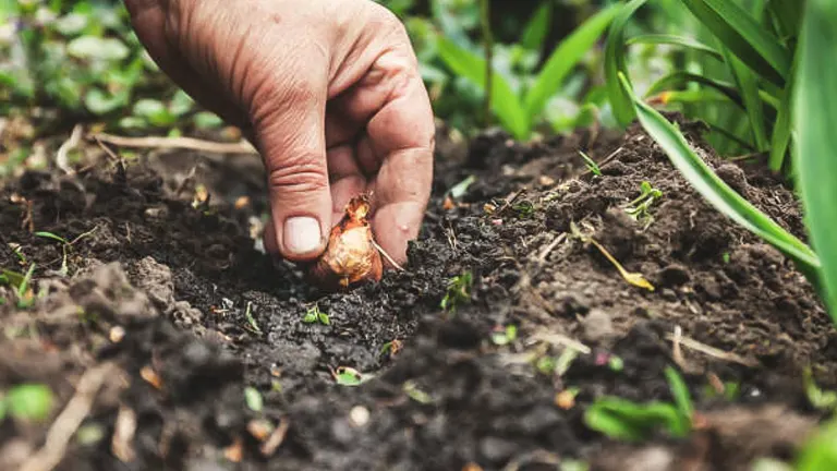 A person planting a bulb in fertile soil in a garden.