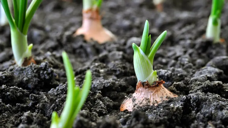 Close-up view of onion bulbs sprouting in rich, dark soil.