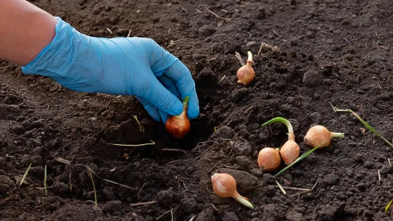 A person wearing blue gloves planting onion bulbs in dark soil, with several bulbs and sprouts nearby.