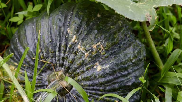 A dark green, textured pumpkin partially hidden by a leaf and surrounded by grass in a garden setting.
