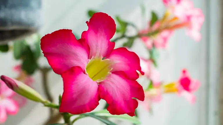 Vibrant pink Desert Rose flower in full bloom with a striking yellow center, set against a blurred background of additional blooms and greenery indoors.