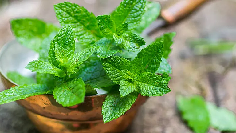 Fresh green peppermint leaves flourishing in a rustic copper pot with a garden trowel in the background.