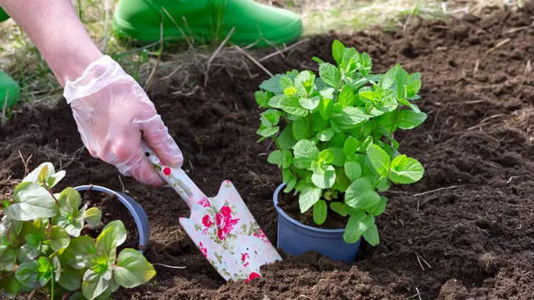 A person wearing gloves using a floral-patterned garden trowel to prepare the soil for planting peppermint, with a potted peppermint plant and another plant in blue pots ready to be planted.