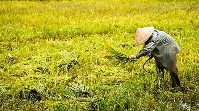 A farmer wearing a traditional conical hat manually harvesting rice in a lush paddy field, bending over to cut the heavy, golden-green stalks with a sickle.