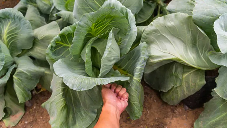 A person's hand reaching out to touch large, healthy cabbage leaves in a vegetable garden, demonstrating the plant's size and vitality.