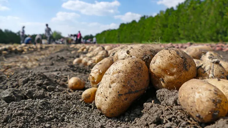 Freshly harvested potatoes resting on fertile soil with people in the background at a potato field on a sunny day.