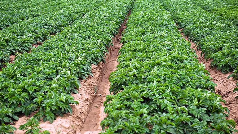 Neat rows of lush potato plants growing in rich, reddish-brown soil in a large agricultural field.