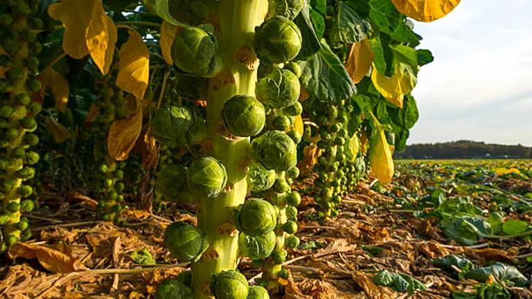 A close-up view of a stalk of Brussels sprouts growing vertically, studded with numerous green sprouts, set against a background of a harvested field under a clear sky.