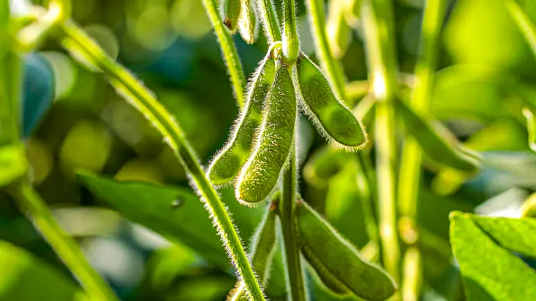 Close-up of soybean pods hanging from the plant, covered in fine hairs, with sunlight filtering through the vibrant green leaves in the background.