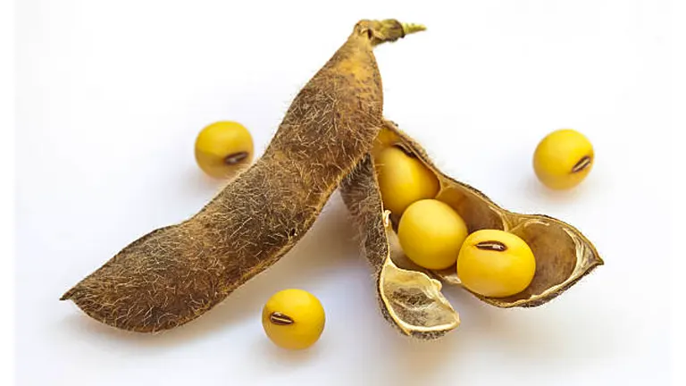 An open soybean pod and several golden yellow soybeans isolated on a white background, showing both the intact beans and a split bean revealing the seed inside.