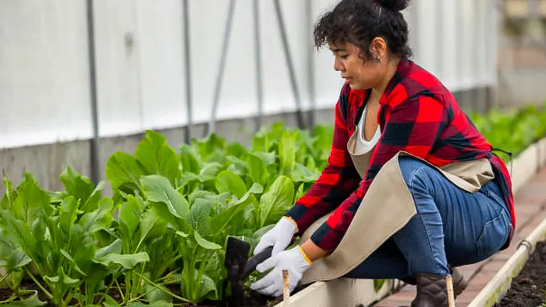 A woman in a red and black flannel shirt and denim jeans gardening, kneeling beside a row of lush bok choy plants, tending to them with a small hand trowel, in an outdoor setting with a greenhouse in the background.