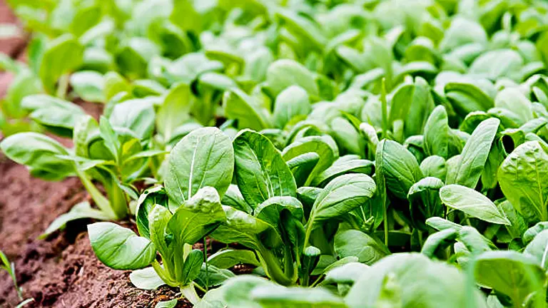 Close-up view of vibrant green bok choy plants growing densely in a garden bed, with rich, dark soil visible beneath the lush foliage