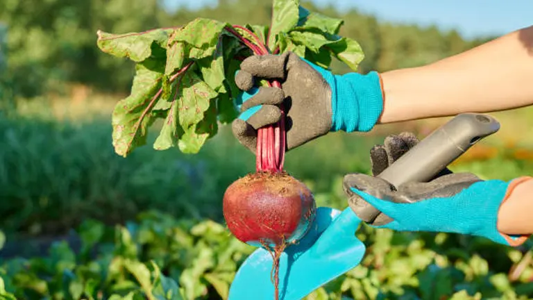 Gardener wearing blue and black gloves using a trowel to harvest a ripe beetroot with leafy greens in a sunny vegetable garden.
