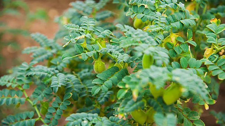 Lush chickpea plants with abundant green leaves and visible pods, growing in a garden setting.