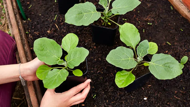 Hands gently holding and planting young eggplant seedlings with broad green leaves in dark soil in a garden bed.