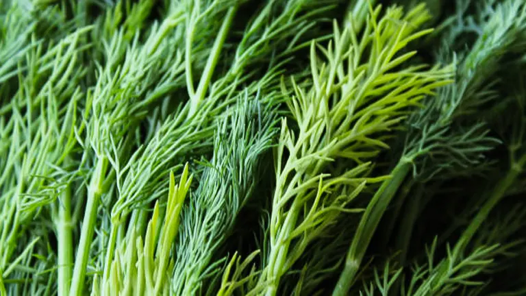 Close-up view of freshly harvested dill, showcasing the intricate texture of its feathery, vibrant green leaves.