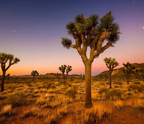 Joshua trees silhouetted against a twilight sky with soft pink and orange hues, in a serene desert landscape.