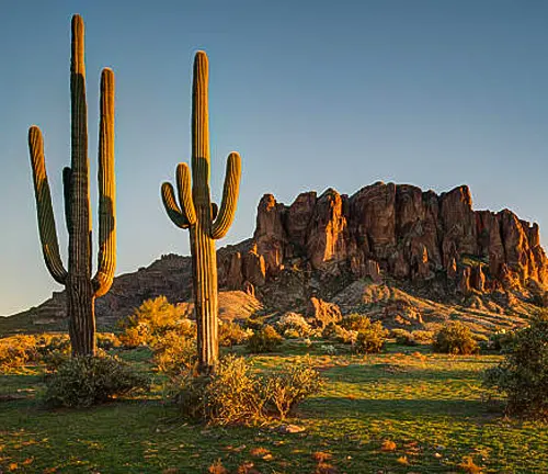 Tall saguaro cacti standing prominently in a desert landscape with rocky cliffs illuminated by golden sunset light.