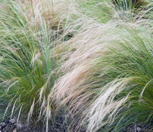 Close-up of feathery desert grasses in shades of green and beige, swaying gently in the wind.