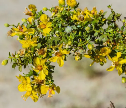 Close-up of vibrant yellow flowers and green leaves on a desert plant, with a blurred background.