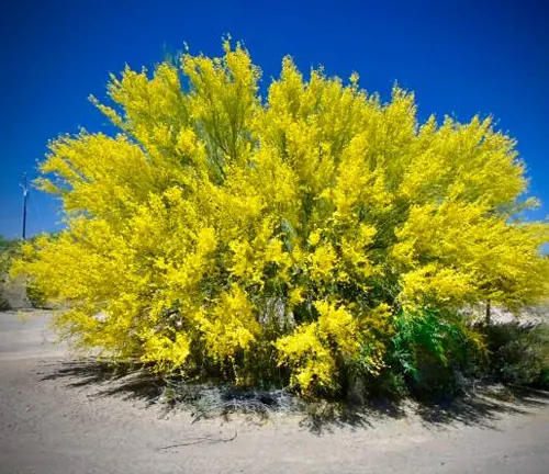 Bright yellow blooming Palo Verde tree thriving in a sandy desert landscape under a clear blue sky.