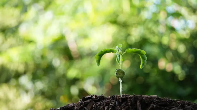 A young tamarind seedling with green leaves emerging from the soil, set against a blurred background of lush greenery.
