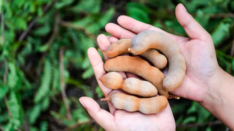 A person holding several ripe, brown tamarind pods in their hands, with a background of green foliage.
