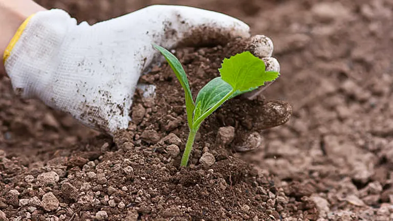 A gardener's hand wearing a white glove gently supports a young squash plant with vibrant green leaves, carefully planting it in fertile, dark brown soil.
