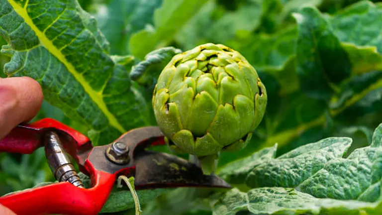 Close-up of a person using pruning shears to cut an artichoke from the plant.