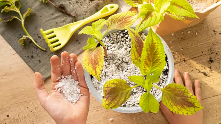Hands adding perlite to a potted Coleus plant, with a yellow gardening tool nearby.