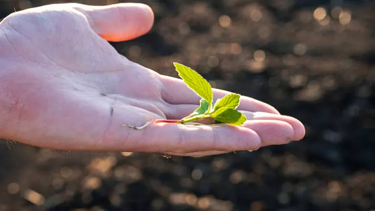 A hand gently holds a small, delicate sprout with two green leaves, illuminated by sunlight, against a soft-focus background of dark soil.