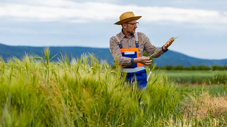A mature farmer in a straw hat and overalls inspecting wheat in a field, with a backdrop of a distant mountain range, demonstrating active engagement in agricultural management.