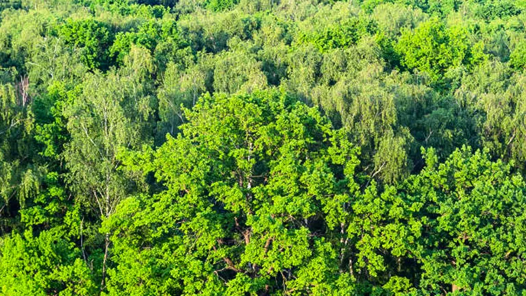 An aerial view of a dense, lush green forest with various types of trees and foliage.

