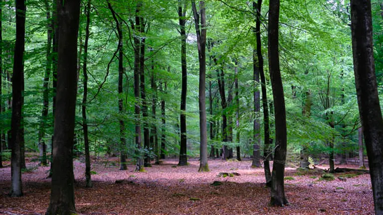 A serene forest scene with tall, slender trees standing in an area carpeted with fallen leaves. The trees have lush, green foliage that creates a canopy, allowing dappled sunlight to filter through. The forest floor is covered in a layer of brown leaves, creating a contrast with the vibrant green of the trees.
