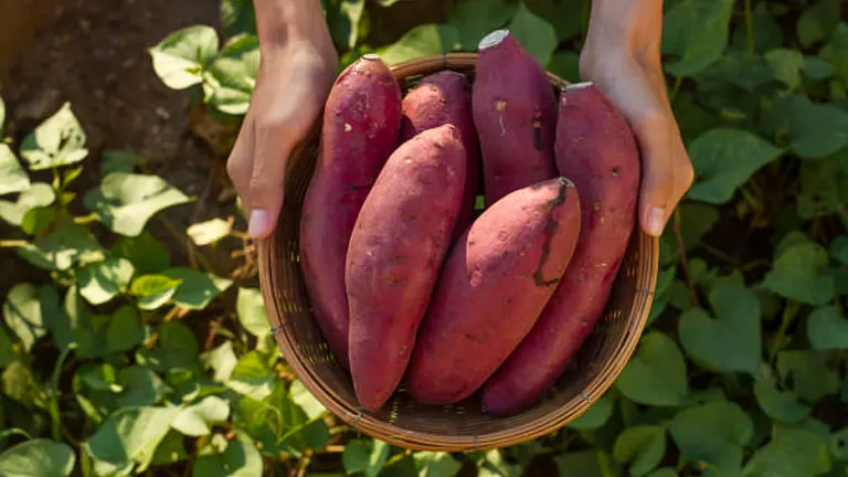 Hands holding a basket of freshly harvested red sweet potatoes with green leafy plants in the background.