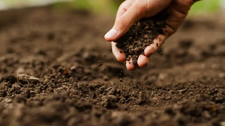 Close-up of a hand holding and examining loose, rich soil in a garden.
