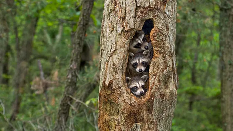Three raccoons peeking out from a hollow in a tree trunk in a lush, green forest.
