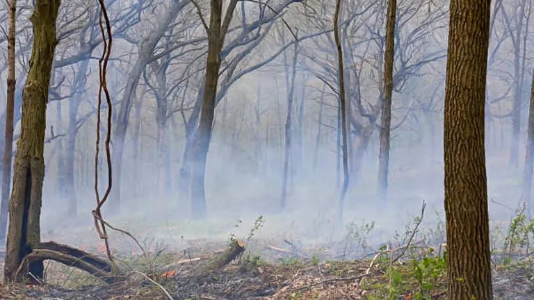 Smoke rising through a forest with bare trees and charred ground, showing the aftermath of a wildfire.