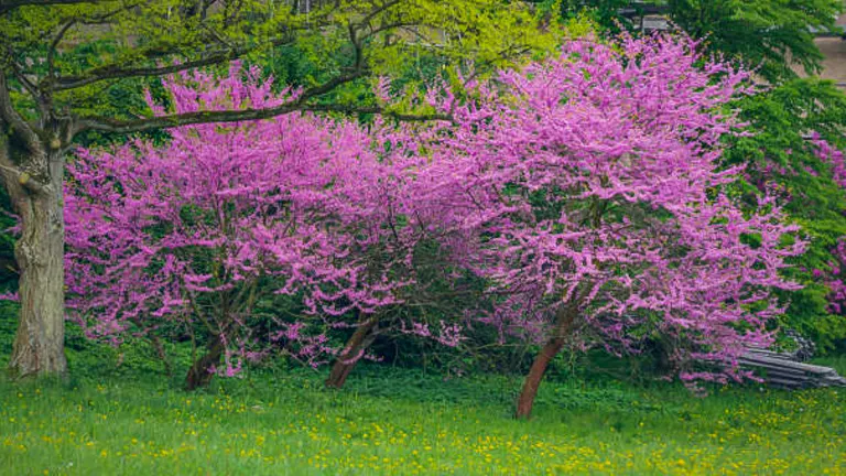 Three Eastern Redbud trees in full bloom with vibrant pink flowers stand in a grassy area with yellow wildflowers, surrounded by other greenery in the background.