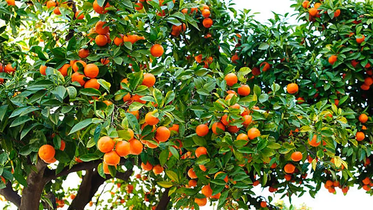 Ripe oranges hanging densely on a tree with lush green leaves.




