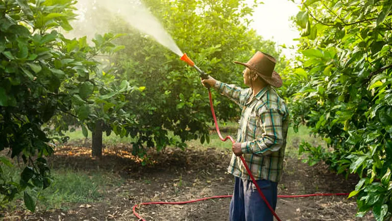 Person in a hat and plaid shirt using a hose to water trees in an orchard.
