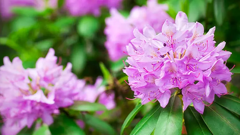 Cluster of vibrant pink rhododendron flowers in bloom, surrounded by lush green leaves.