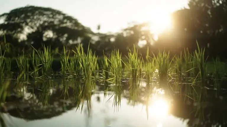 Young rice plants growing in a flooded field, reflected in the water surface with a soft golden sunrise illuminating the background, creating a tranquil rural scene.