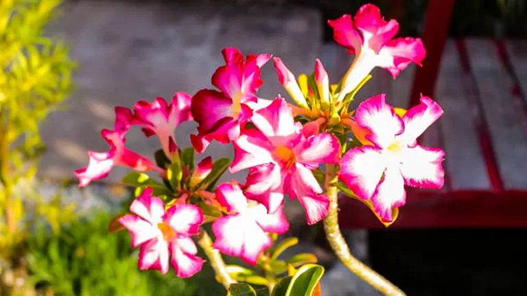 Cluster of Desert Rose flowers with vibrant pink and white petals and yellow centers, flourishing outdoors with a background of a red bench and green plants, bathed in sunlight.
