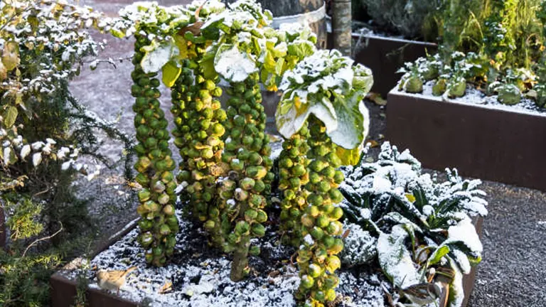 Brussels sprouts plants heavily laden with sprouts, dusted with snow in a garden bed, highlighting their resilience in cold weather.