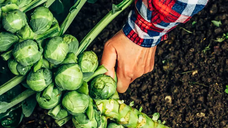 A gardener's hand harvesting Brussels sprouts from a stalk, showing numerous green sprouts tightly packed along the stem, set against a background of dark soil.