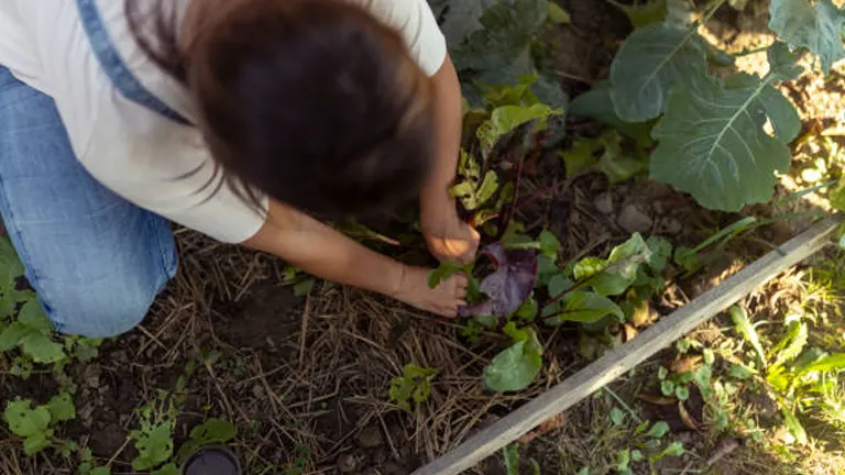 Overhead view of a woman harvesting a beetroot from a garden bed, surrounded by lush green foliage.