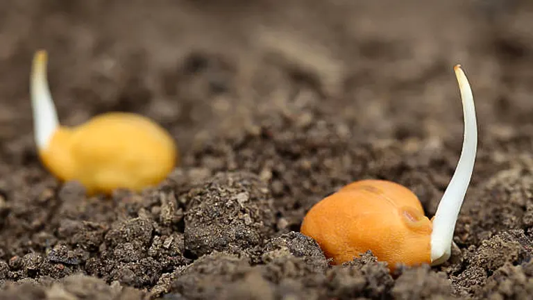 Close-up of chickpea seeds germinating in soil, with sprouts emerging from the seeds.